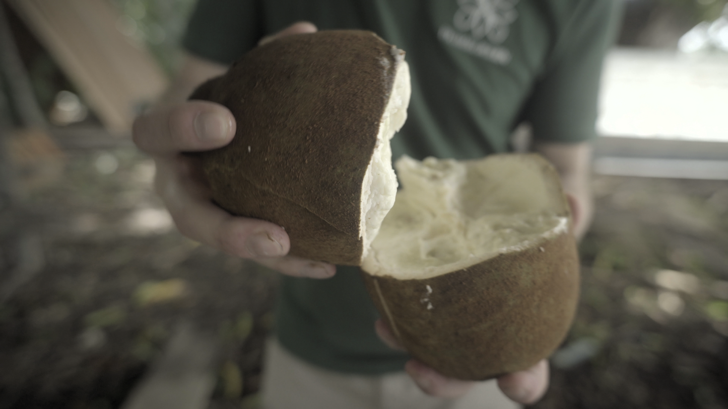 Cupuaçu butter