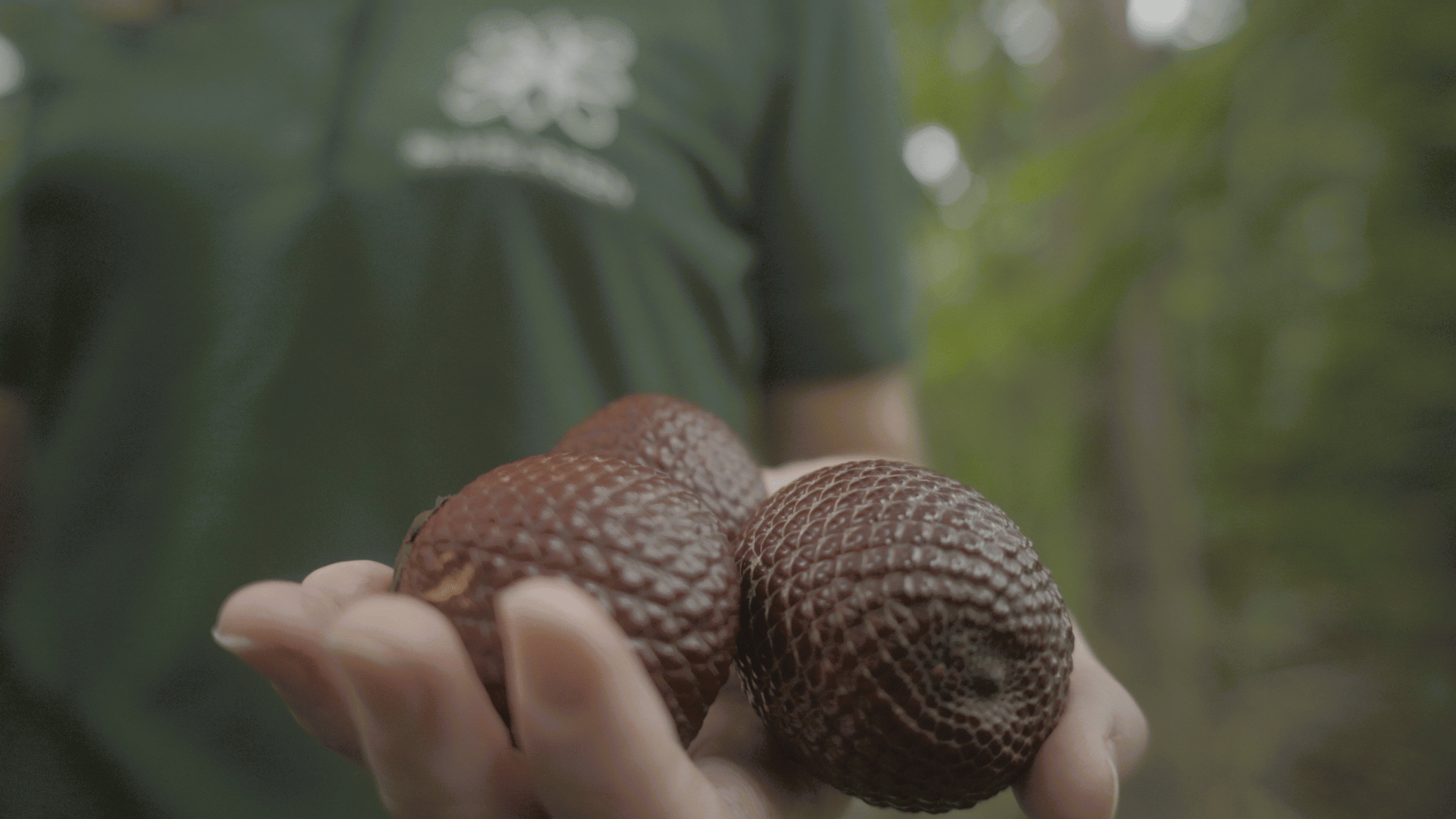 Buriti fruits in Latin America to produce natural cosmetic ingredients
