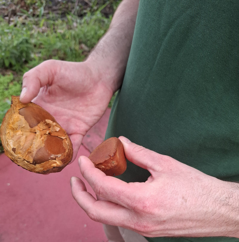 Andiroba seeds in hand Primegreen