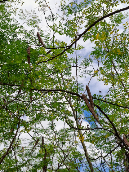 Moringa oil