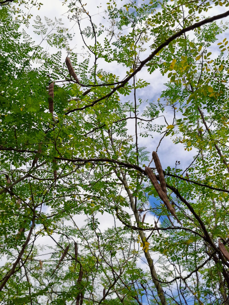 Moringa pods ready for harvest