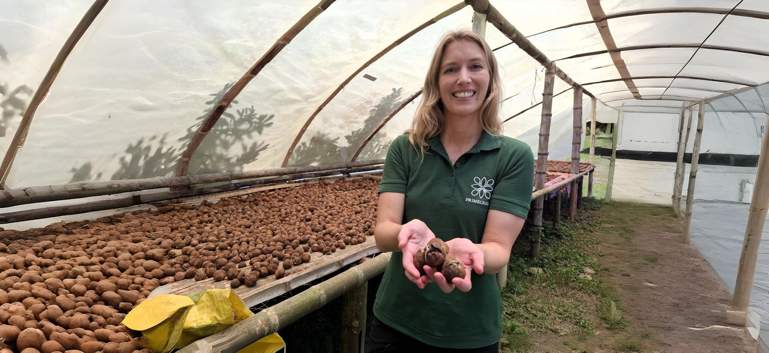 Primegreen holding Cacay seeds in a greenhouse setting