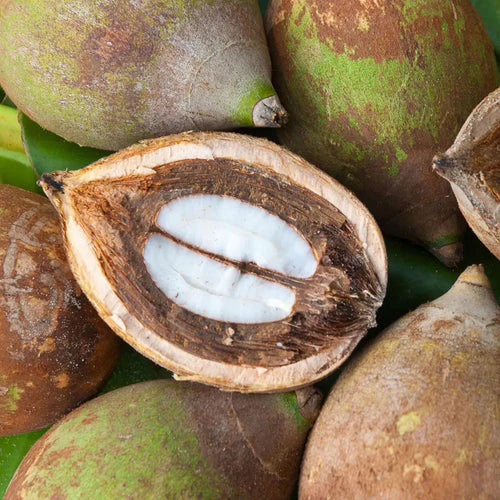 Babassu seed oil Primegreen for natural skin and hair care formulations