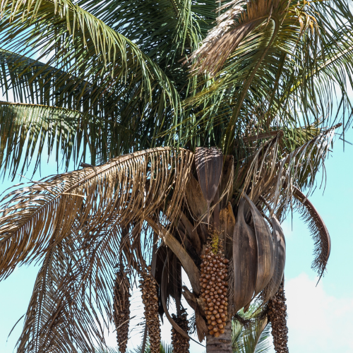 Babassu Palm tree with dried fronds and a small cluster of fruits against a clear sky.