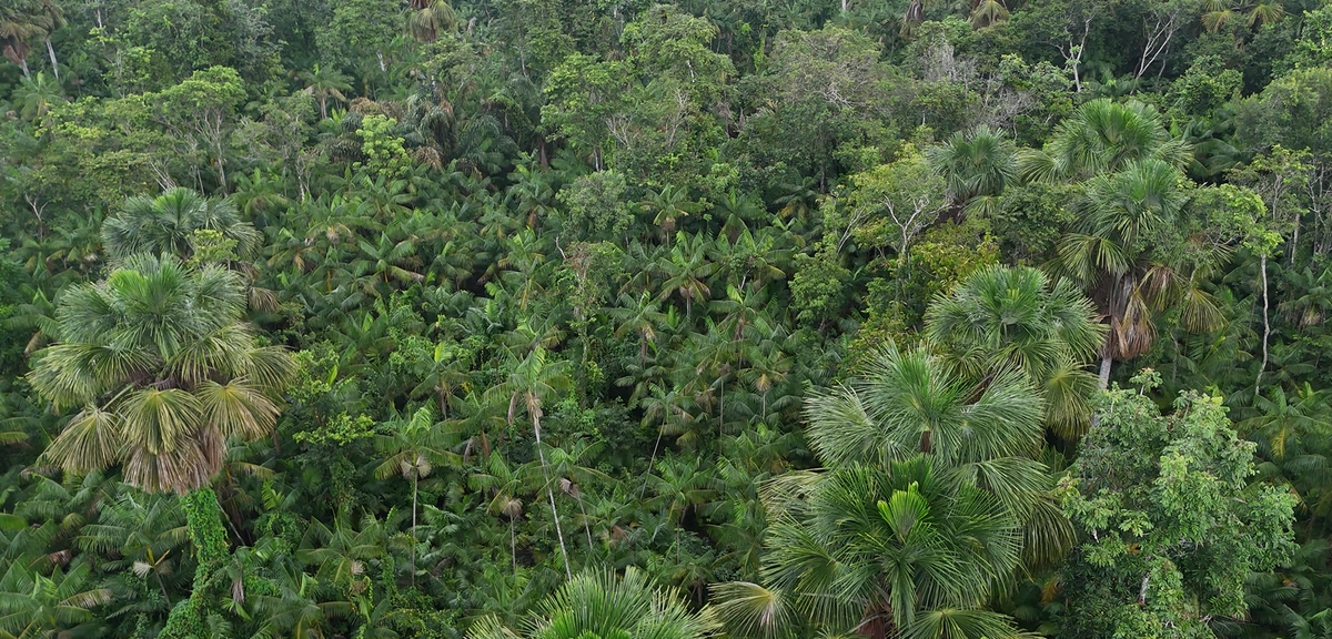 A dense tropical rainforest canopy with abundant green foliage, including several palm trees, filling the entire frame. Buriti and Acai drone view