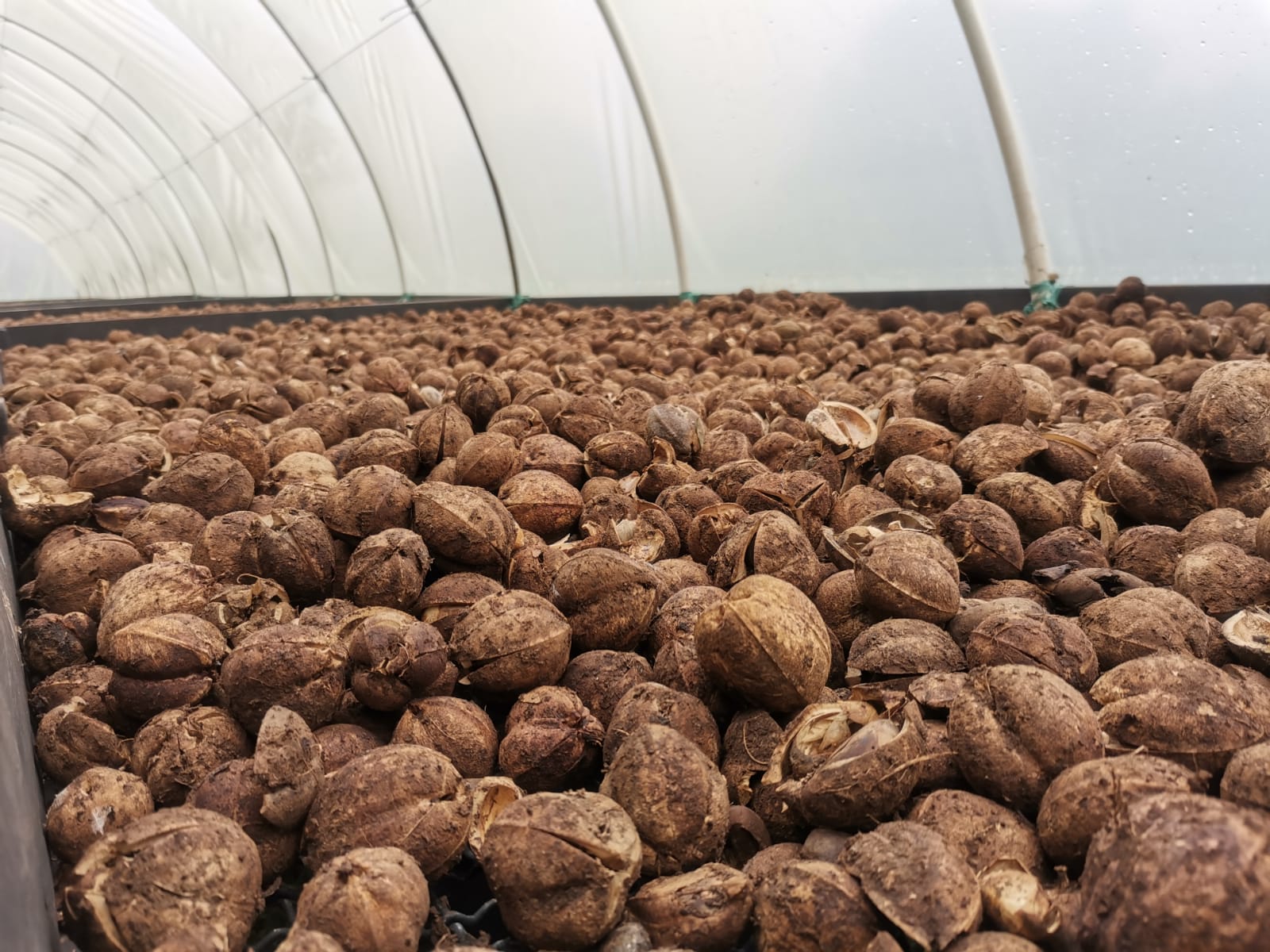 Cacay seeds natural drying process