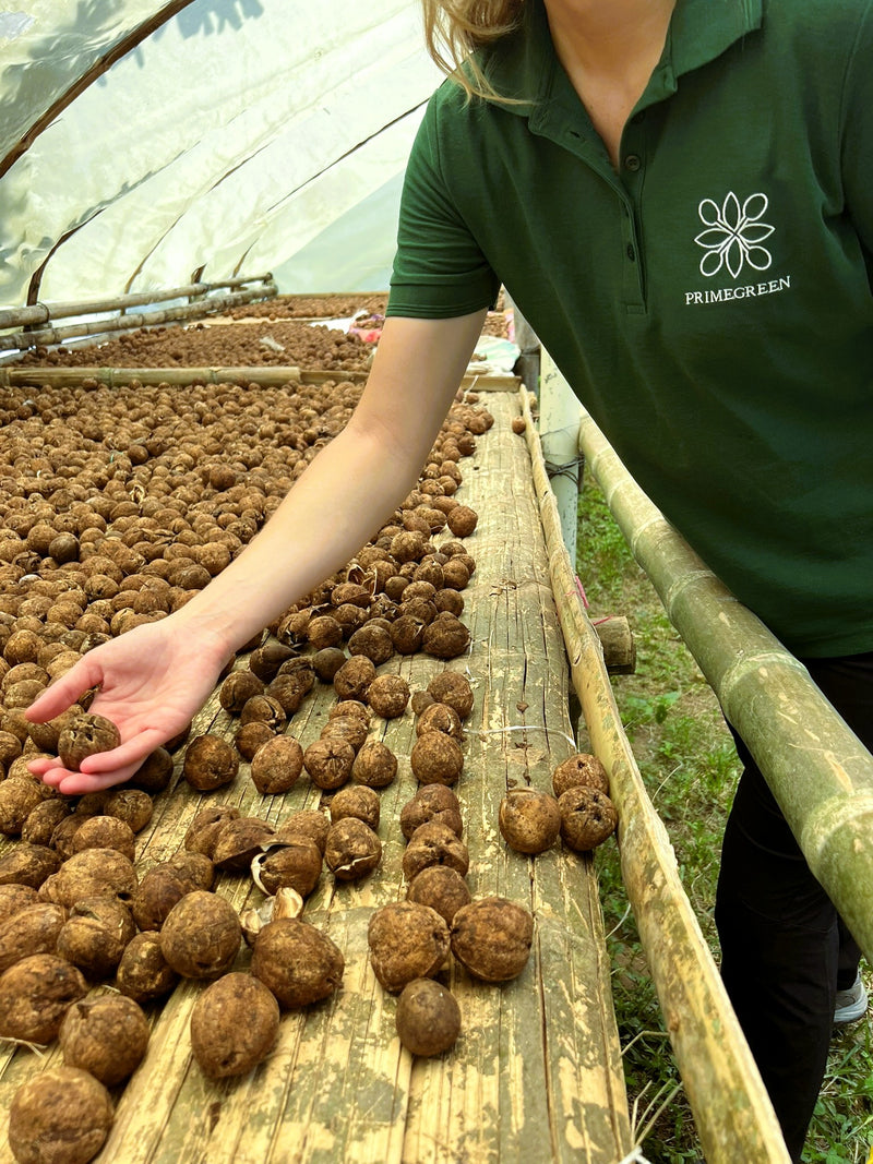 Cacay seeds drying process