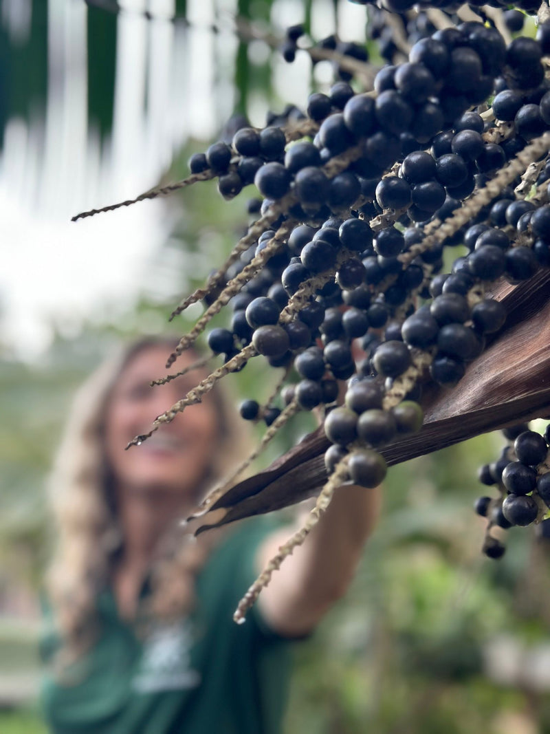 Açai berries Amazon Rainforest biodiversity