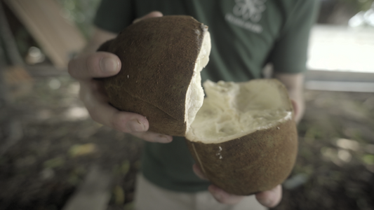 Cupuaçu butter