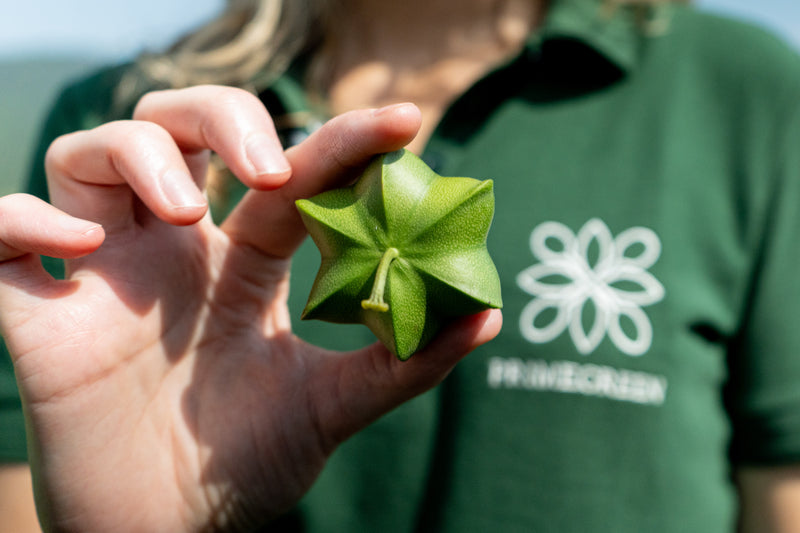 Sacha Inchi Primegreen