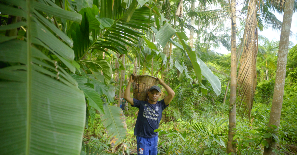 Harvester of Acai berries carrying a basket on its head in a lush green jungle in Brazil