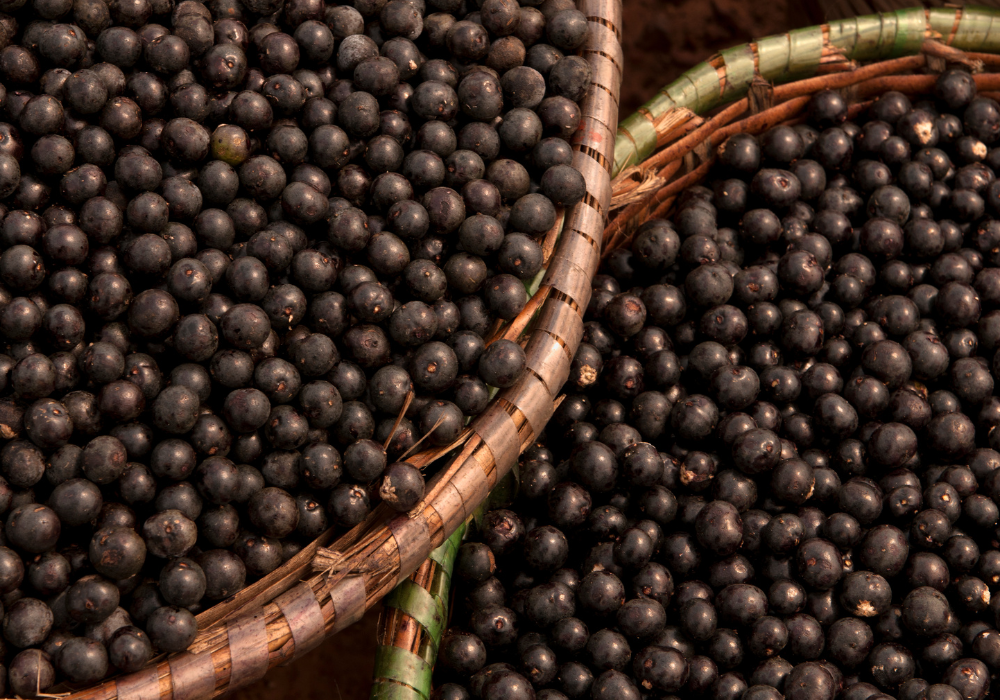 Açai berries Primegreen for natural skin and hair care formulations