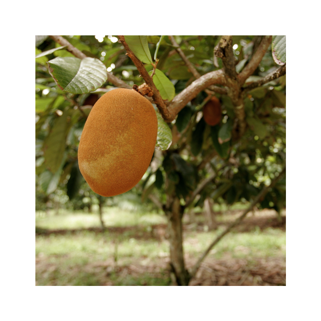 Cupuaçu fruit hanging from a tree with green leaves