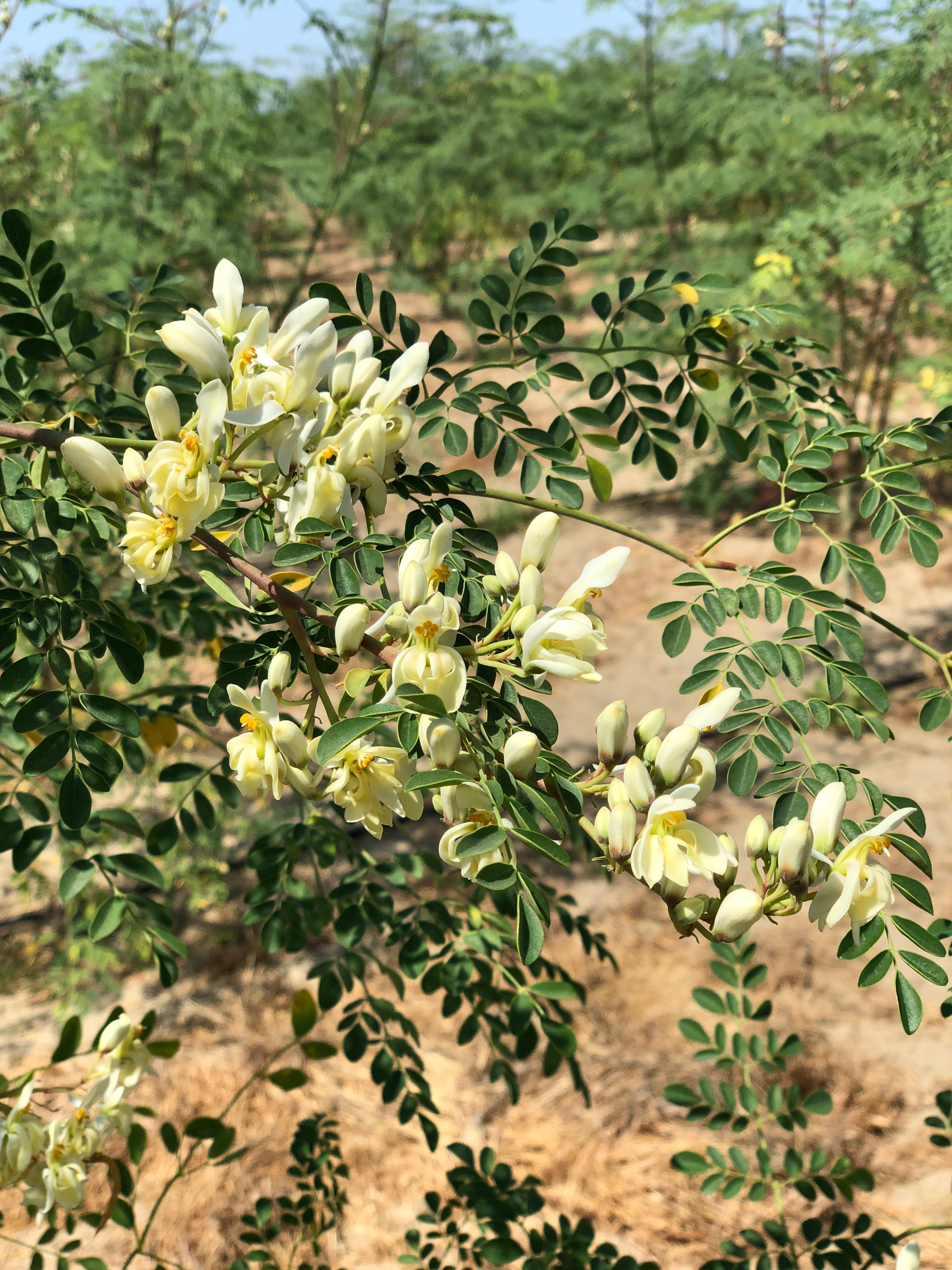 Moringa plantation