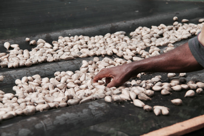 Murumuru drying process