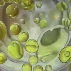 Cacay oil