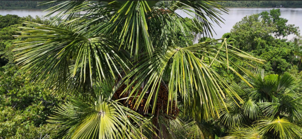 Buriti palm tree drone view