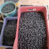 Ethically sourced Açai berries, a natural cosmetic ingredient directly sourced from Latin America