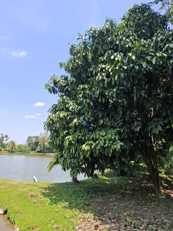 Photo of a Cacay tree surrounded by water