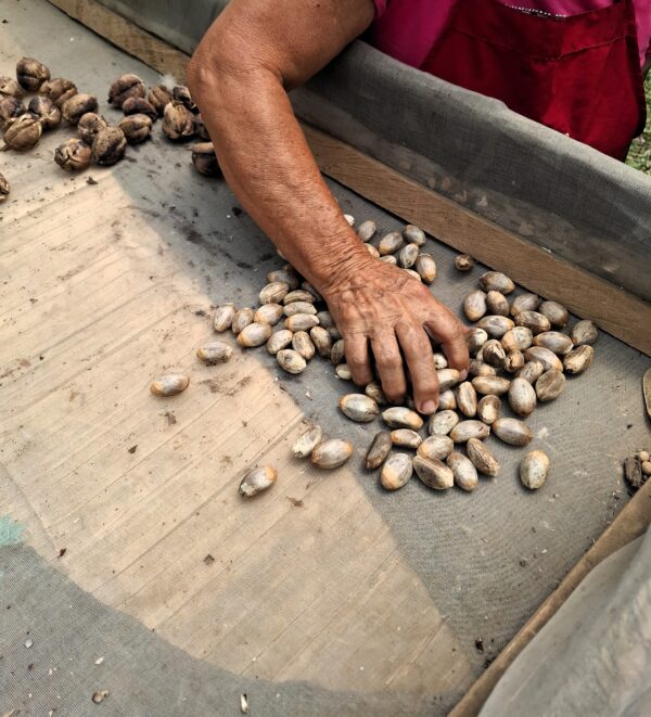 Hand of a farmer on top of the Cacay seeds