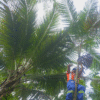 Sustainable harvesting of Açai berries for natural cosmetic ingredients direct sourcing and to produce natural cosmetic ingredients