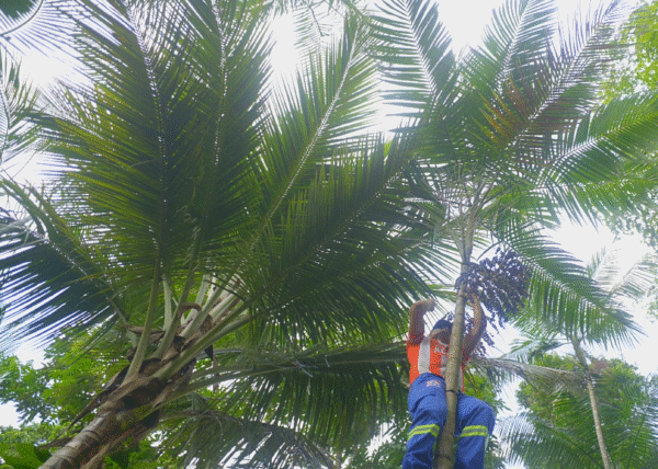 Açai climber and Açai tree
