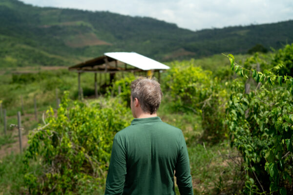 Sacha inchi plantation
