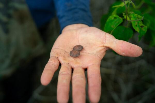 Sacha Inchi seeds