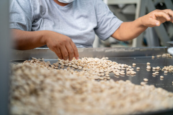 Sacha Inchi seeds before pressing