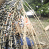 Açai berries being collected by farmer in Latin America to produce natural cosmetic ingredients