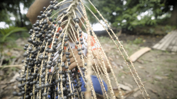 Açai berries being collected by farmer